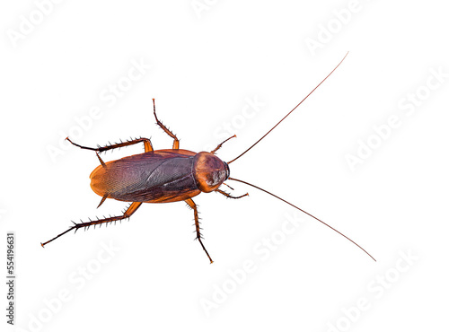 close-up brown cockroach on white background,isolated(top view) © supasart