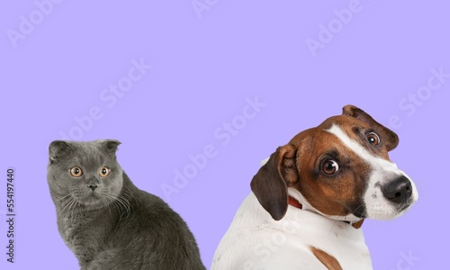 Cute domestic cat and dog pets