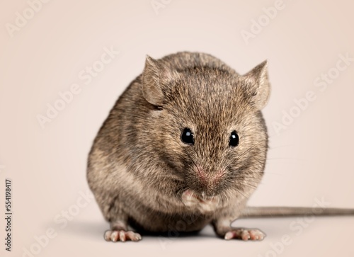 Small house mice or rat on background