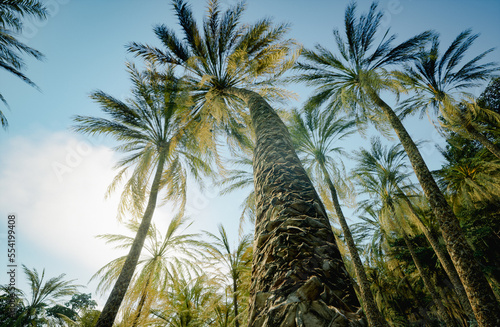 Tropical fantasy island.