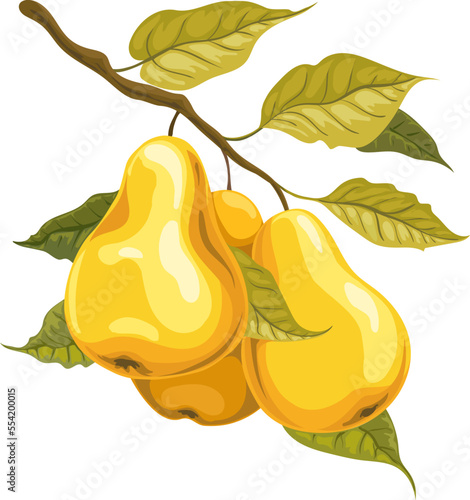 Pears on branch watercolor style
