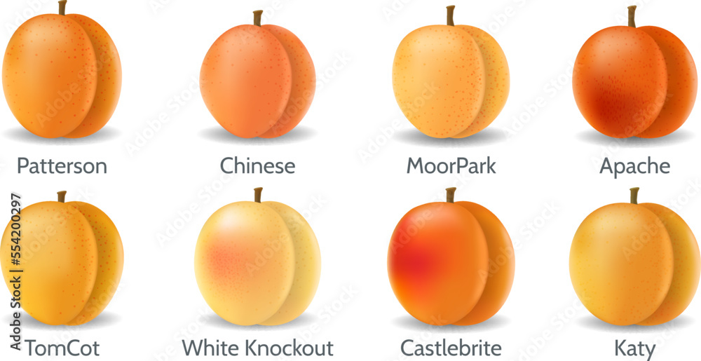 Realistic apricot varieties - obrazy, fototapety, plakaty 