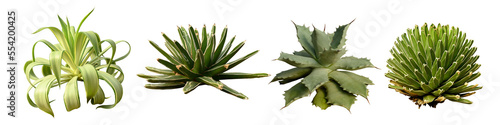 solated cutout PNG of cactus plant on transparent background.	 photo