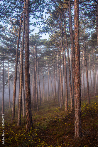 misty autumn forest 