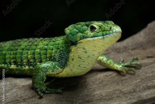 The Mexican Alligator Lizard  Abronia graminea   or Green Arboreal Alligator Lizard  or Terrestrial Arboreal Alligator Lizard  is an endangered species of lizard endemic to the highlands of Mexico.