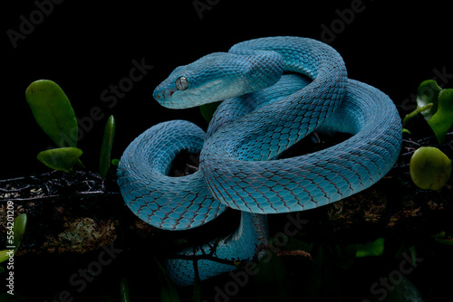 Trimeresurus insularis is venomous pit vipers and endemic species in Indonesia. Blue Insularis on tree branch.