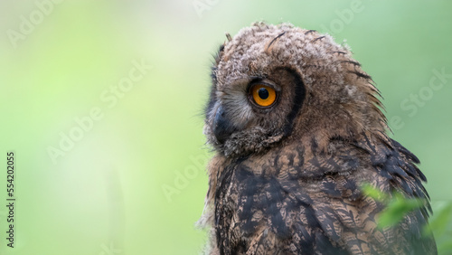 수리부엉이, 어린 새, Eurasian Eagle Owl, young bird