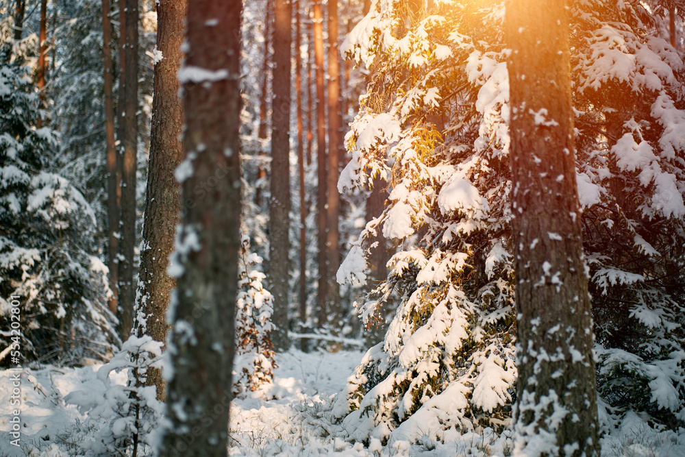Fototapeta premium Lone small forest pinetree covered with fresh snow. One little christmas tree in the woods.