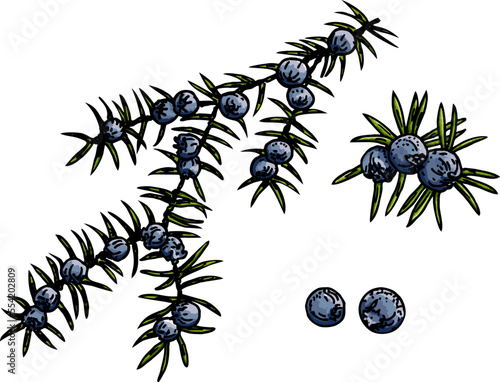 Juniper vector color sketch drawing. Isolated vintage illustration of berry on branch. Berries and leaves of Juniper. Organic essential oil engraved style sketch