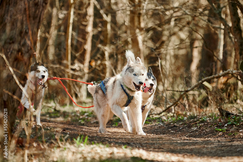 Photography Running Siberian Husky sled dogs in harness on autumn forest dry land, three Husky dogs outdoor mushing