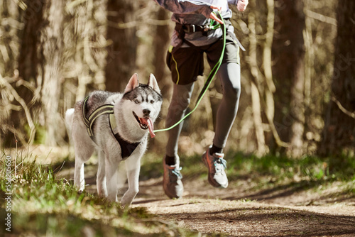Running Siberian Husky sled dog in harness pulling man on autumn forest country road, outdoor Husky dog canicross. Autumn canicross championship in woods of running man and Siberian Husky dog photo