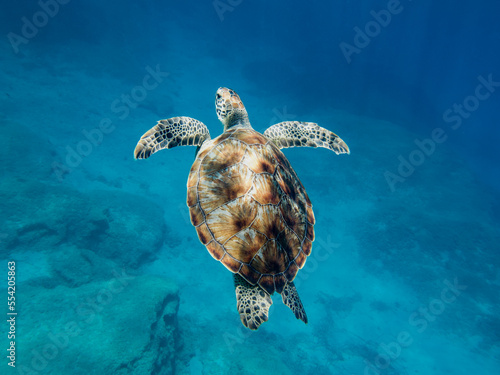 A graceful sea turtle swimming in the Mediterranean Sea 
