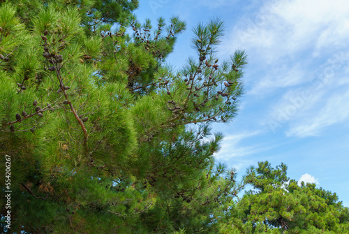Pitsunda pine  Pinus brutia pityusa  species of Calabrian or Turkish Pine  Pinus brutia  on the embankment of Gelendzhik. Close-up of lush crown against blue sky