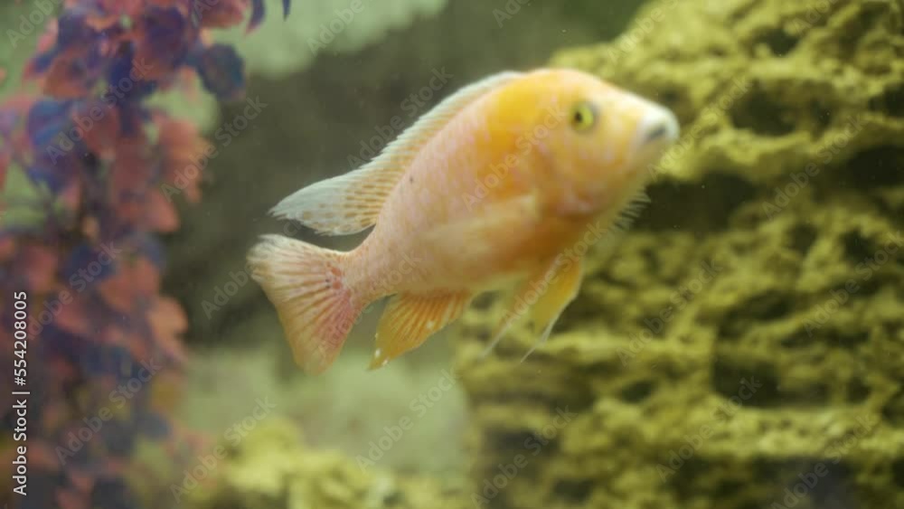 Aulonocara in the aquarium close-up. Aquarium fish. Aulonocara in the aquarium close-up. Aquarium fish.
