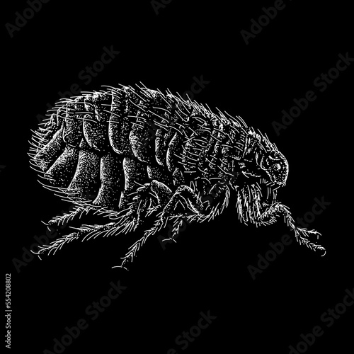 Flea hand drawing vector isolated on black background. photo