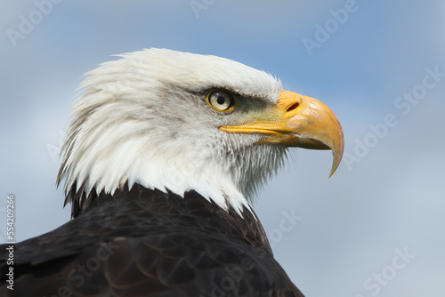 A portrait of a Bald Eagle against a blue sky 