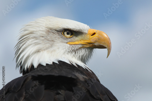 A portrait of a Bald Eagle against a blue sky
