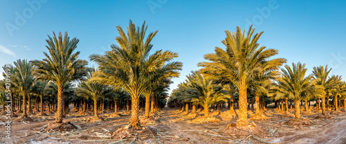Photography Plantation of date palms for sustainable healthy and GMO free food production, i