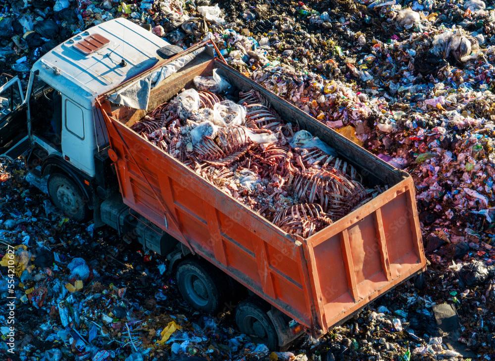 Disposal of meat from dead cows and Skeleton of livestock. Dump truck takes animal bones to a
