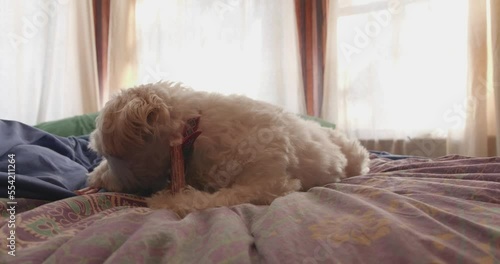 Shih-tzu Maltese-mix puppy east bully stick, stops, looks up photo