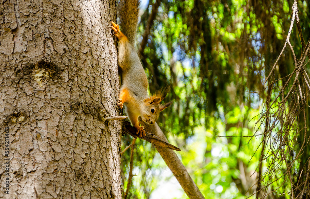 A squirrel sits on a tree branch in a park on a summer day. A squirrel sits on a tree branch in a park on a summer day.