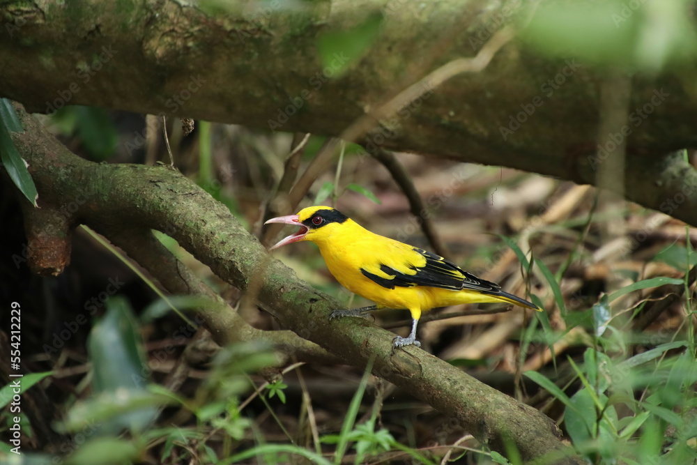 Black naped Oriole in a nature reserve mangrove marshes Black naped Oriole in a nature reserve mangrove marshes