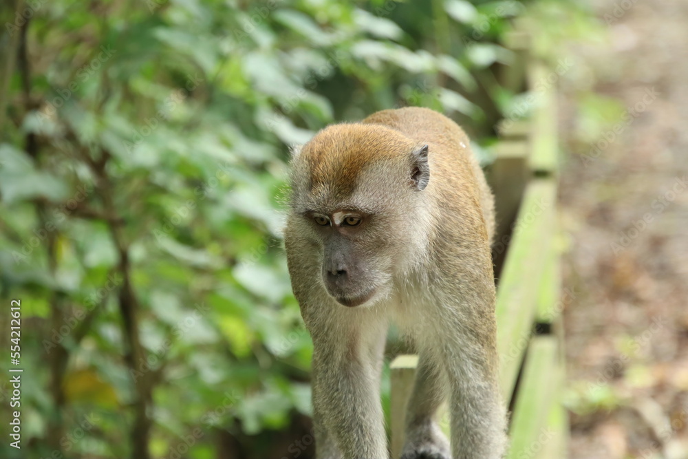 Long tailed Macaque Monkey looking into the sky or ground