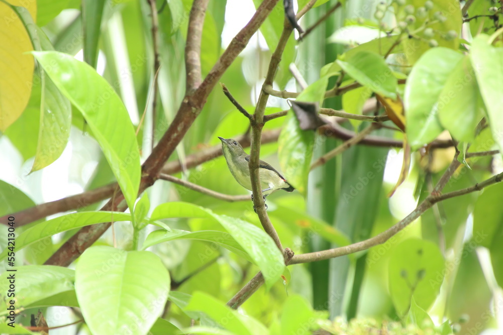 Female Scarlet backed flower pecker Female Scarlet backed flower pecker