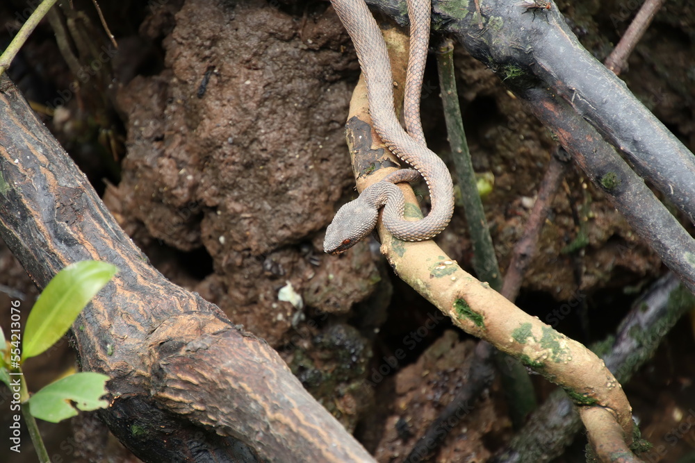 Shore Pit Viper on a tree root Shore Pit Viper on a tree root