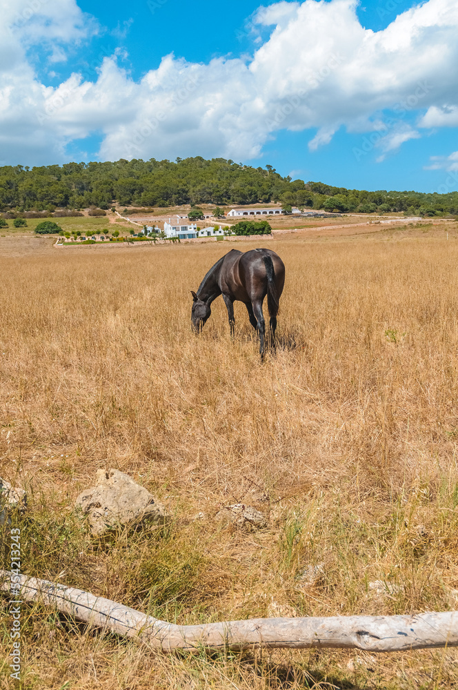 Obraz premium Typical Menorcan horse in Menorca, Spain
