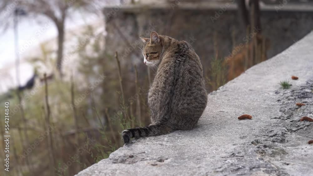 The yard cat walks along the parapet, walks slowly and looks into the distance from a height. The cat is gray, striped, lives on the street. Holony season , grey weather, bare trees, leaves-free The yard cat walks along the parapet, walks slowly and looks into the distance from a height. The cat is gray, striped, lives on the street. Holony season , grey weather, bare trees, leaves-free
