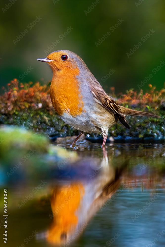 European robin
Erithacus rubecula
Vörösbegy European robin
Erithacus rubecula
Vörösbegy