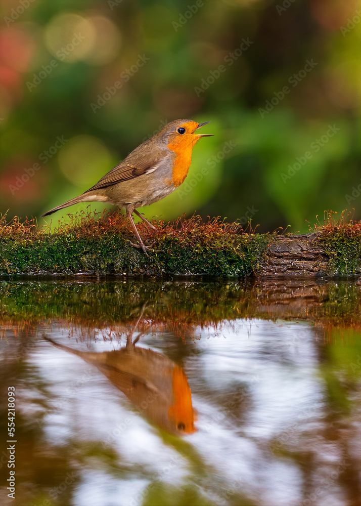 European robin
Erithacus rubecula
Vörösbegy European robin
Erithacus rubecula
Vörösbegy