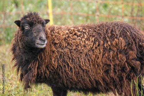 Fotografie Zwergschafe Bock Lamm Farm