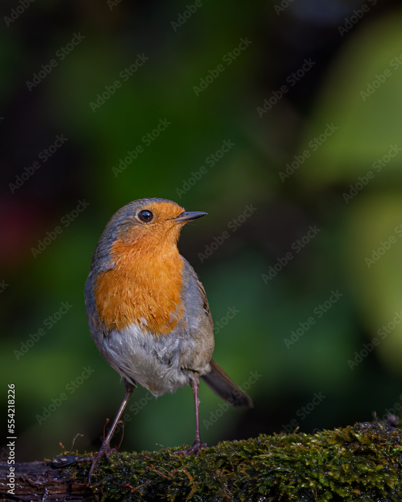 European robin
Erithacus rubecula
Vörösbegy European robin
Erithacus rubecula
Vörösbegy