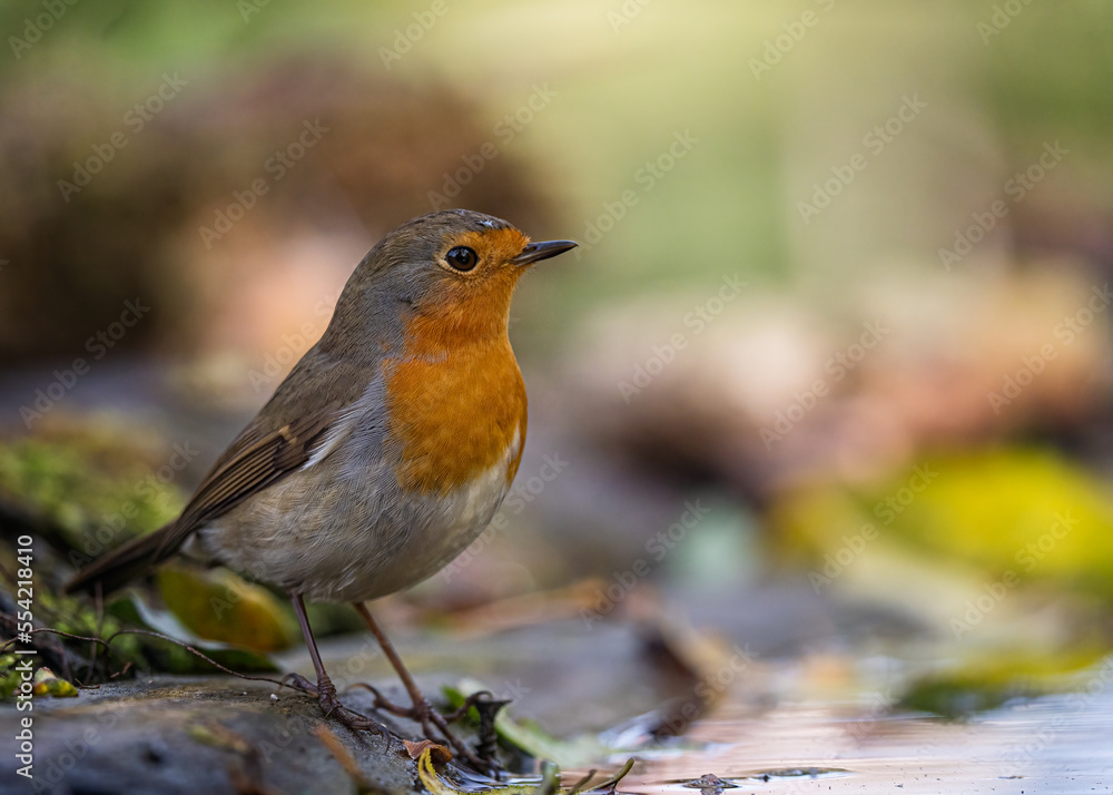 European robin
Erithacus rubecula
Vörösbegy European robin
Erithacus rubecula
Vörösbegy