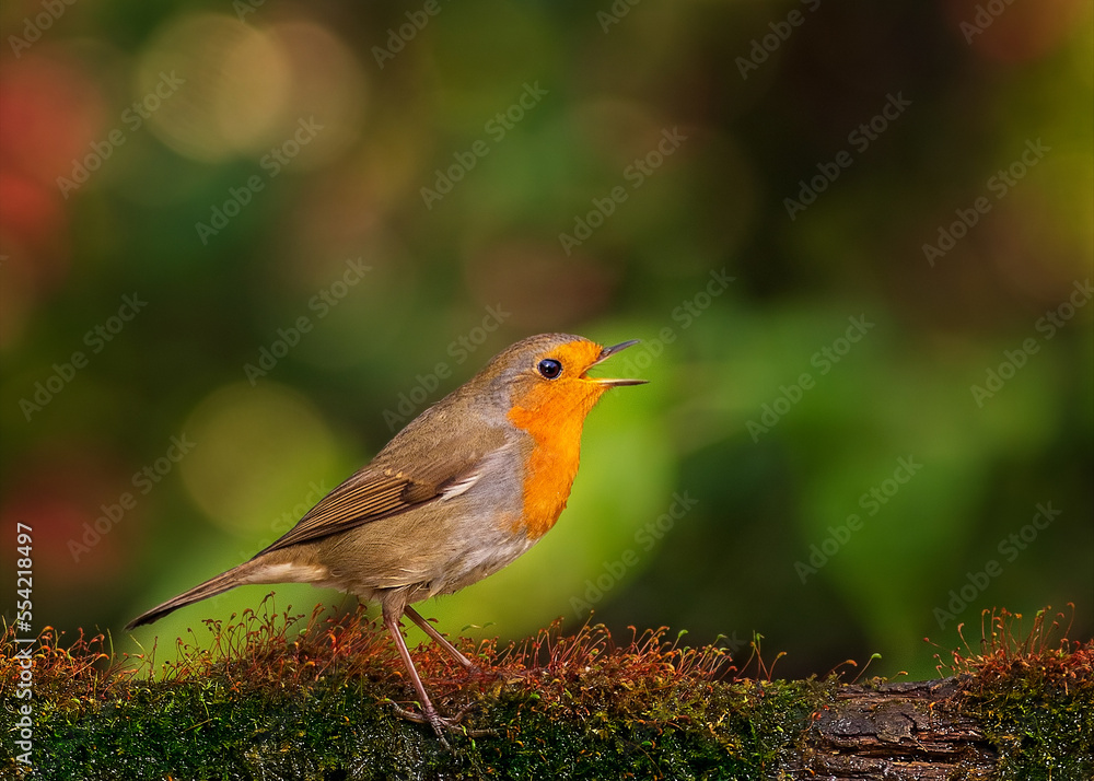 European robin
Erithacus rubecula
Vörösbegy European robin
Erithacus rubecula
Vörösbegy