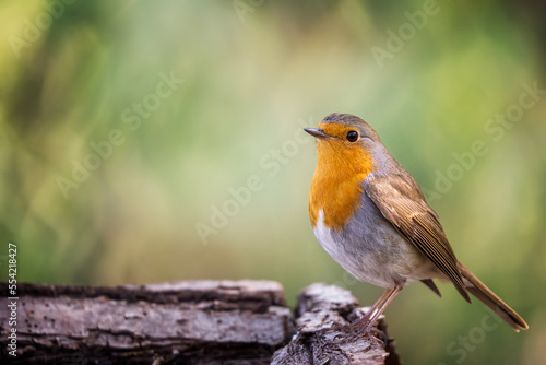 European robin
Erithacus rubecula
Vörösbegy