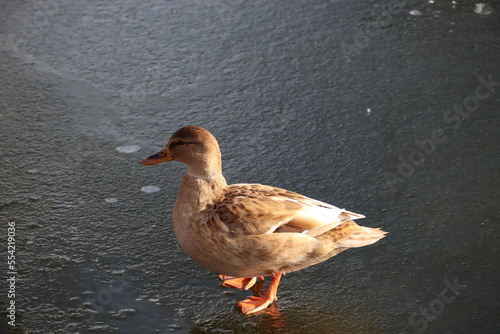 mallard on ice