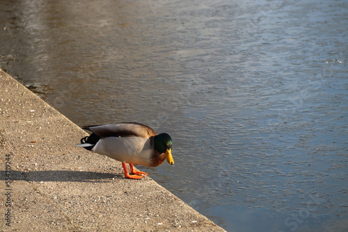mallard on ice