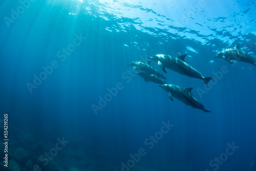 wildlife dolphins underwater photo