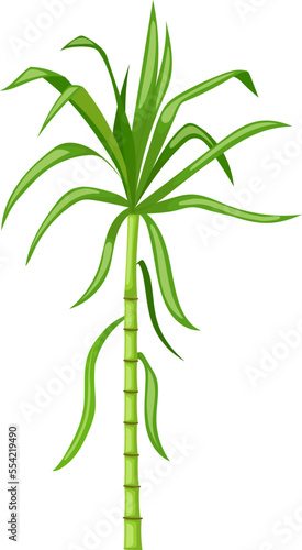 sugar cane cartoon. plant sugarcane, leaf plantation, green raw, field sugar cane vector illustration