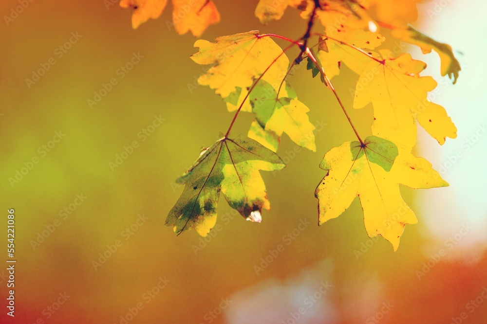 Fototapeta premium Colorful dry fall leaves on outdoor