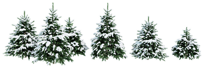 Collection of Christmas trees in the snow isolated on transparent background. Realistic 3D render. 3D illustration.