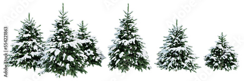 Collection of Christmas trees in the snow isolated on transparent background. Realistic 3D render. 3D illustration. © schab