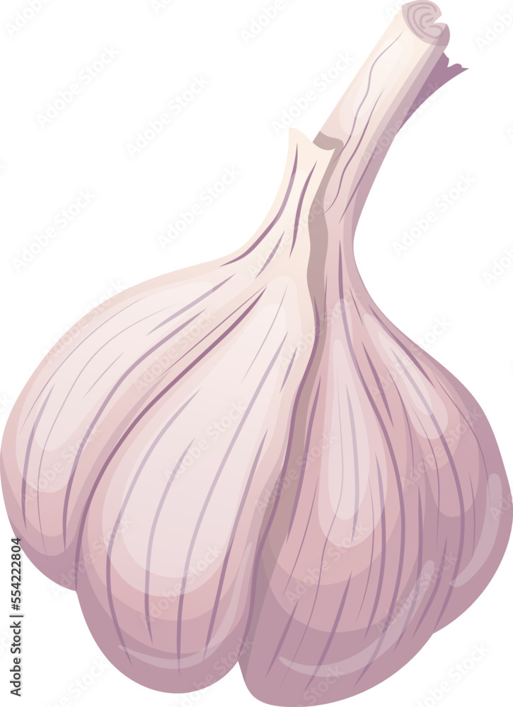 dry head of garlic cartoon. bulb bunch, clove vegetable dry head of garlic vector illustration