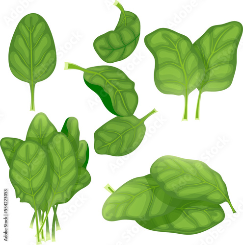 spinach green leaf set cartoon. fresh salad, food leaves, organic vegetables, lettuce plant spinach green leaf vector illustration