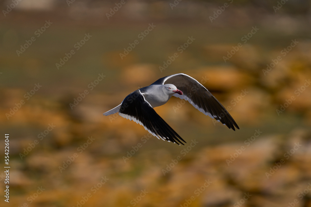 Dolphin Gull (Leucophaeus scoresbii) in flight on the coast of Saunders Island in the Falkland Islands Dolphin Gull (Leucophaeus scoresbii) in flight on the coast of Saunders Island in the Falkland Islands