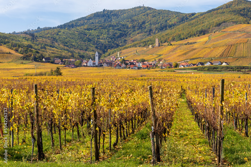 Vineyards in autumn. Eguisheim, France, Europe