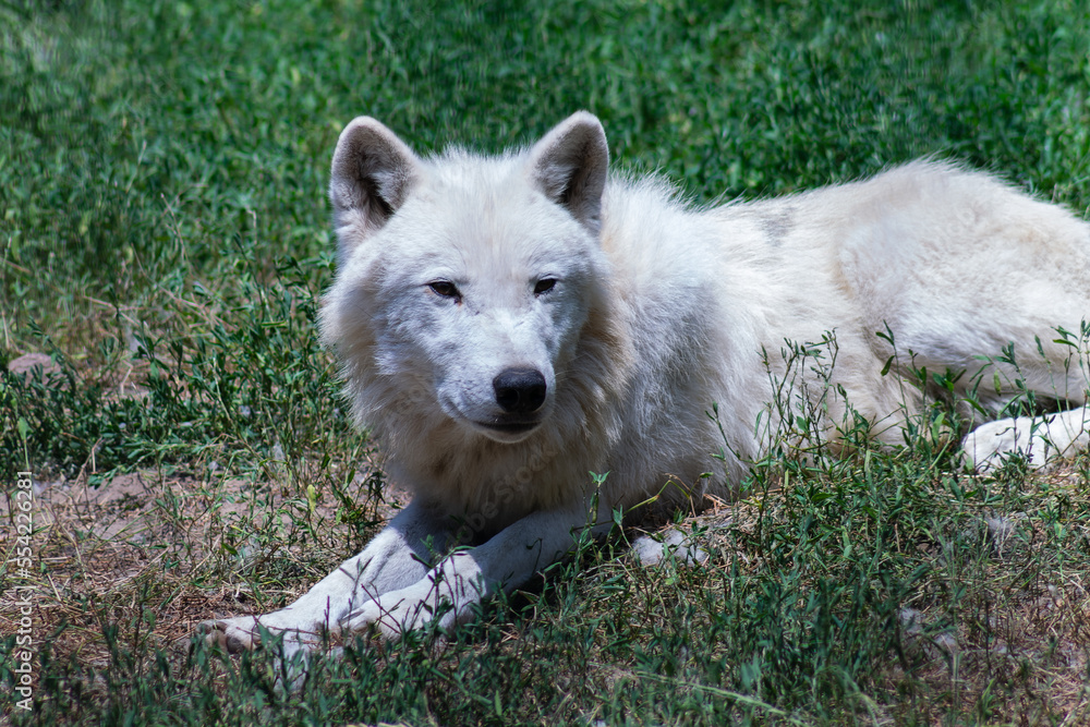 Obraz premium Polarwolf